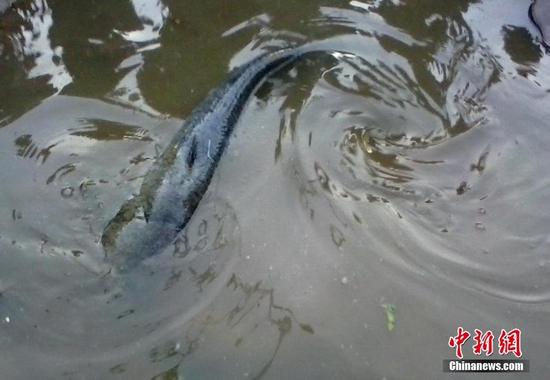 渔民钩起1.2米长37斤重江鲶 价值千元