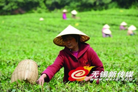 茶农采摘春茶。(晚报记者 清茶 摄)