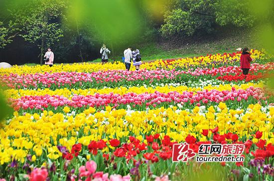 (省植物园内,游客们在绽放的各色郁金香花丛中流连。)