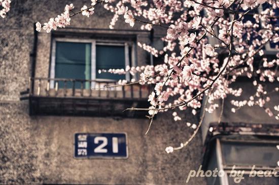 沈城桃花将开满园(资料图)