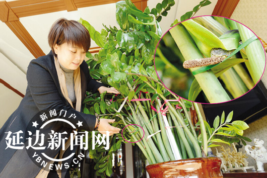 女子家中金钱树开花笑称要发财 形状酷似玉米