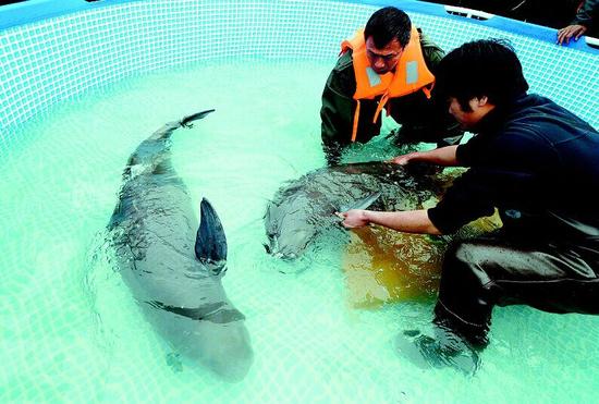 从江西省鄱阳湖运来的第二批江豚安全投入监利何王庙江豚保护区的网箱内。 （湖北日报记者 杨平 罗序文 摄）