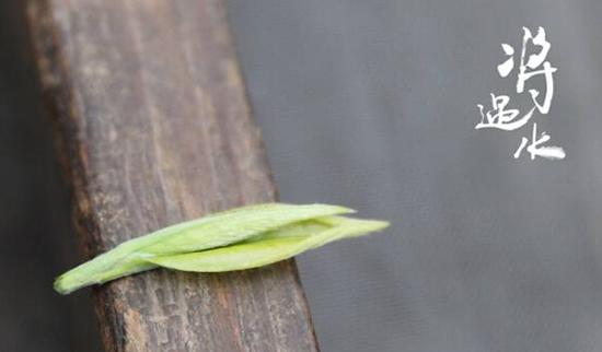 将遇水山家制茶亲历记 好茶是怎样制成的