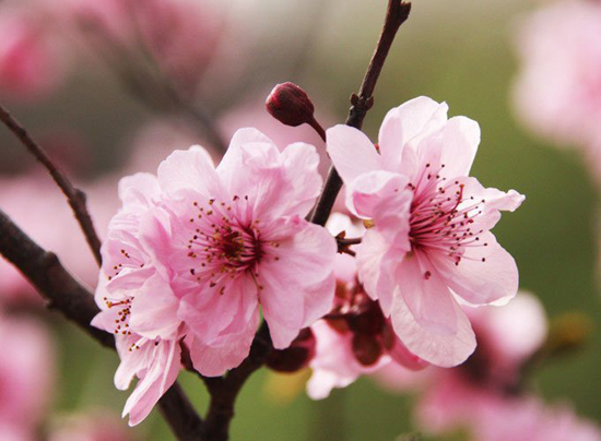 梁山杏花花开正艳