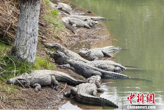 湖州长兴五千多条扬子鳄出洞 惬意享受日光浴
