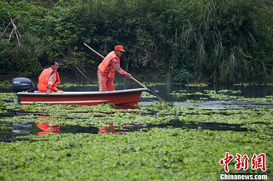 图为环卫工人打捞河中的水葫芦。黄威铭 摄2