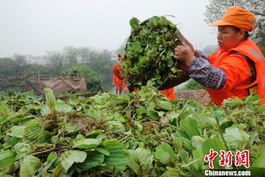 图为环卫工人打捞河中的水葫芦。黄威铭 摄