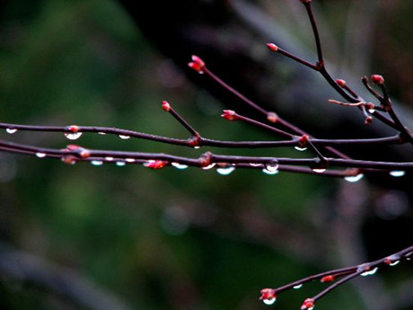 沈阳今日迎小雨天气暖春雨水过后略有降温