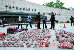 警方查获的大批恐龙蛋。