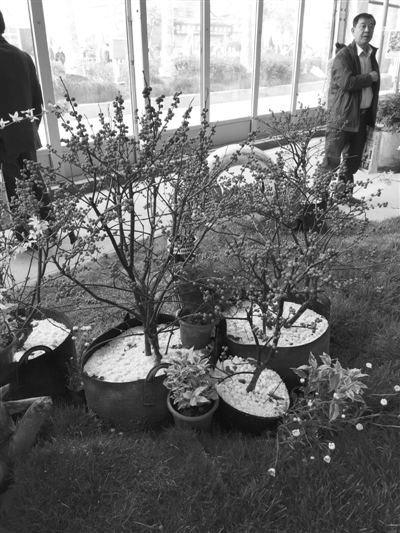 2015中国(萧山)花木节开幕 近2000家花木企业