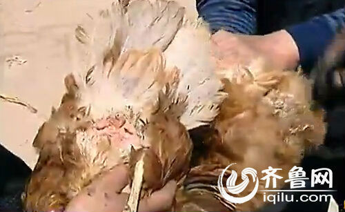 村民給記者展示，“神雞”長(zhǎng)了兩個(gè)屁股