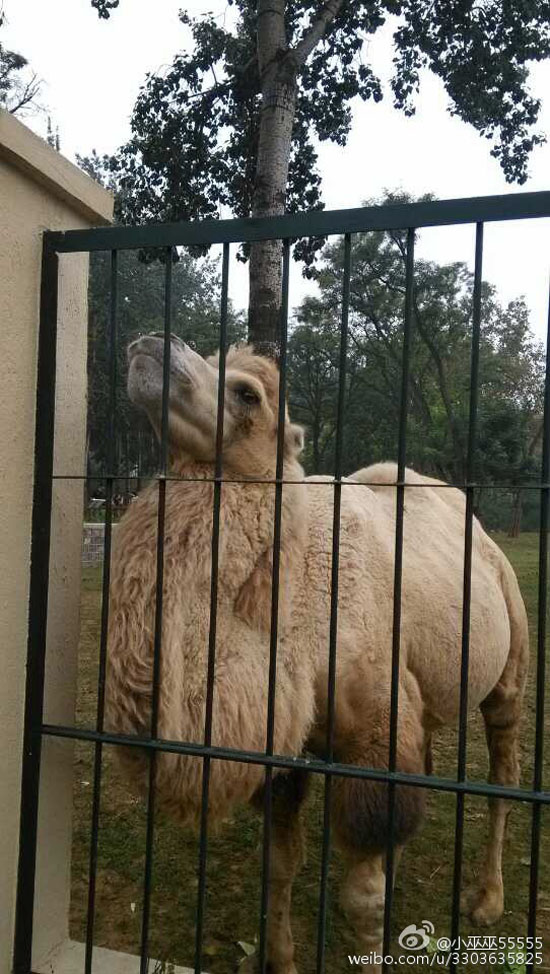 园内骆驼（图：@小巫巫55555）