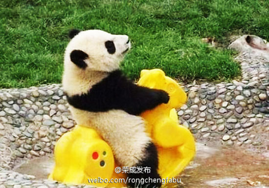 园内熊猫（图：@荣成发布）