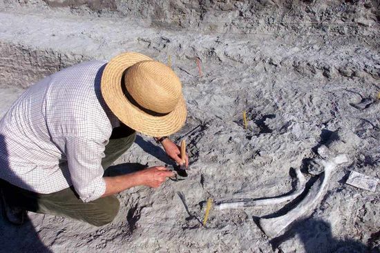 俄罗斯托姆斯克州立大学的古生物学家，在基亚河沿岸的岩石层发现新种恐龙，据估计身高可能高达20米。