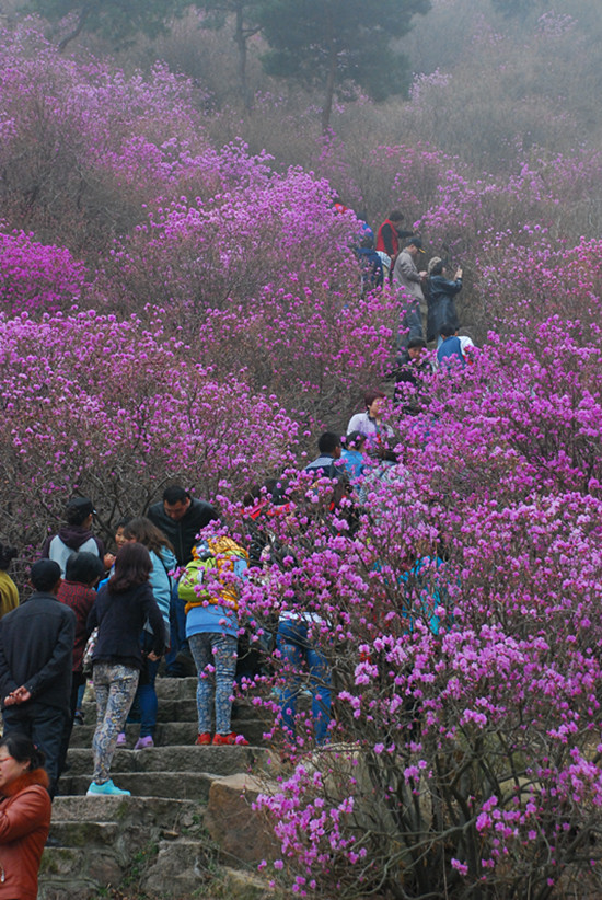 山花烂漫引得游人驻足观赏