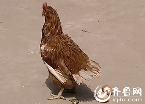 “神雞”一次就下兩個(gè)蛋