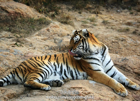 园内东北虎（图：@荣成发布）