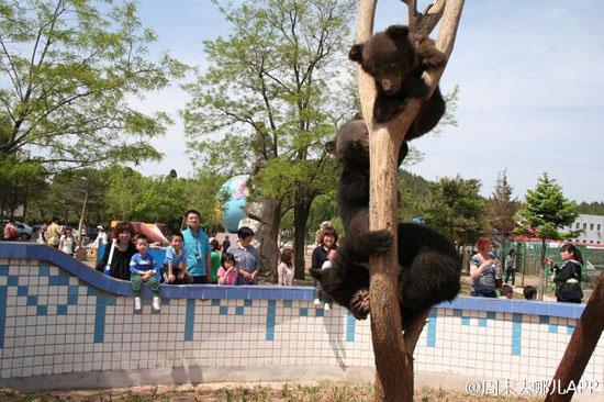 园内黑熊（图：@周末去哪儿App)