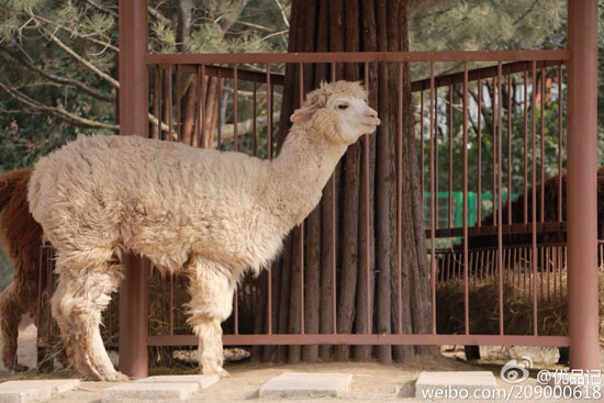 园内动物（图：@优品记）