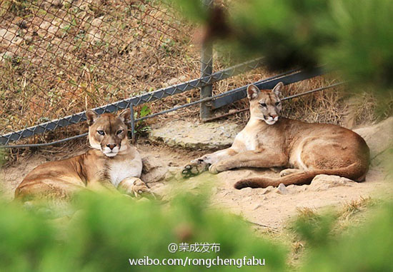 园内动物（图：@荣成发布）