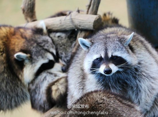 园内动物（图：@荣成发布）