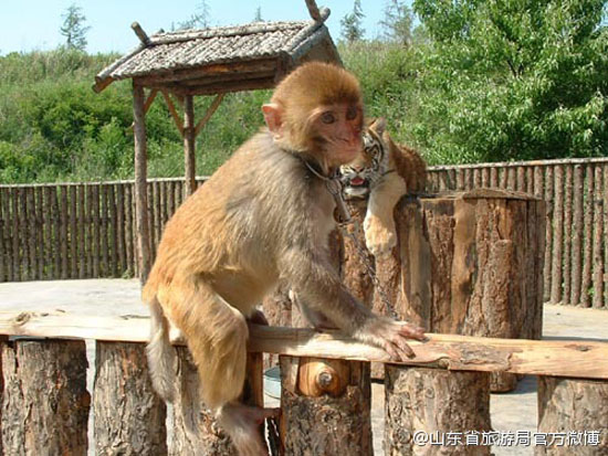 园内动物（图：@山东省旅游局官方微博）