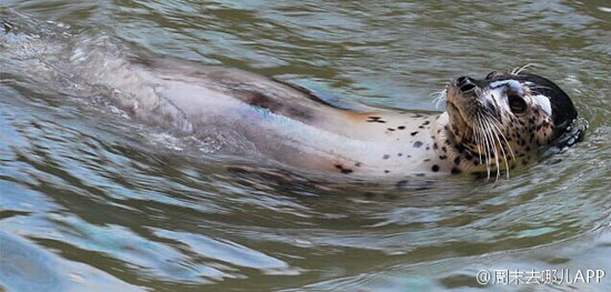 园内海狮（周末去哪儿App)