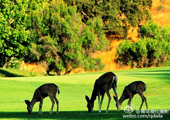 园内梅花鹿（图：@青岛爱拉摄影）