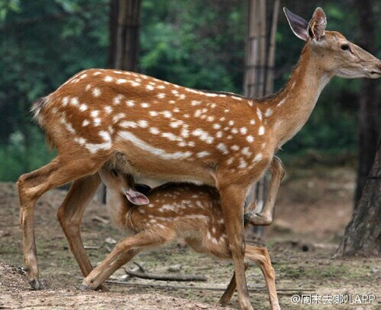 园内梅花鹿(图：@周末去哪儿App)