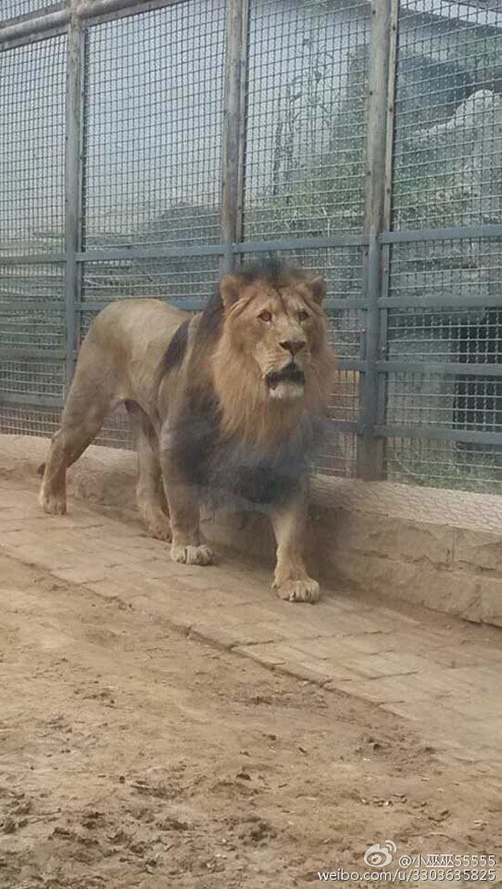 园内狮子（图：@小巫巫55555）