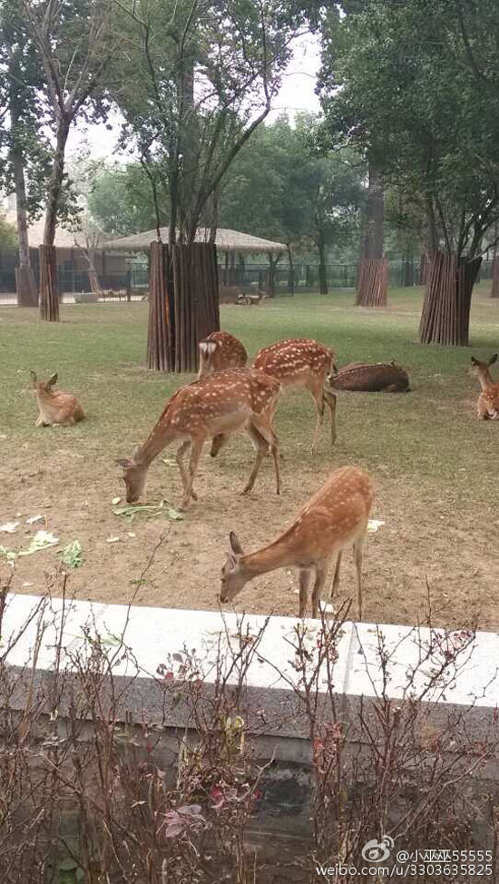 园内动物（图：@小巫巫55555）