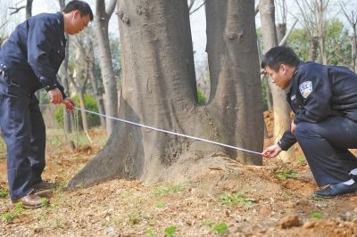 森林公安在测量“双胞胎”皂角树的根部直径