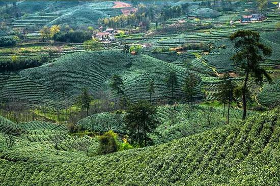 信阳毛尖开采了 春茶喜获丰收