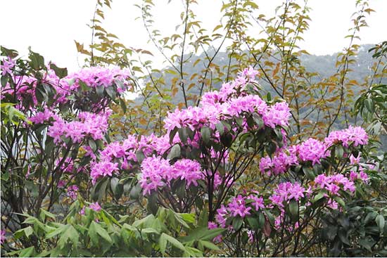 踏青好去处 一起到南宁大明山赏杜鹃花