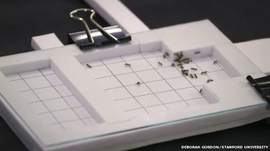 研究人员创建了一家网站，向学生详细介绍具体实验步骤，以便让他们进行同样的实验。斯坦福大学生物学家黛博拉-戈登表示：“我们希望世界各地的孩子都尝试进行同样的实验。现在，仍有数千种蚂蚁种群从未被研究过。”此外，她还创建了一家网站，用于分享实验结果。