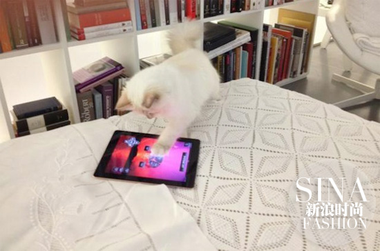 Choupette和它的iPad