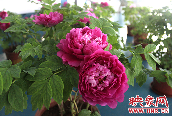 洛阳牡丹园花会展落户福塔 稀有品种绽放郑州