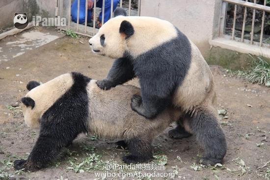 大熊猫啪啪啪