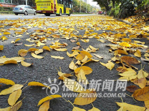 福州“落叶不扫”试点,打造落叶景观道路。