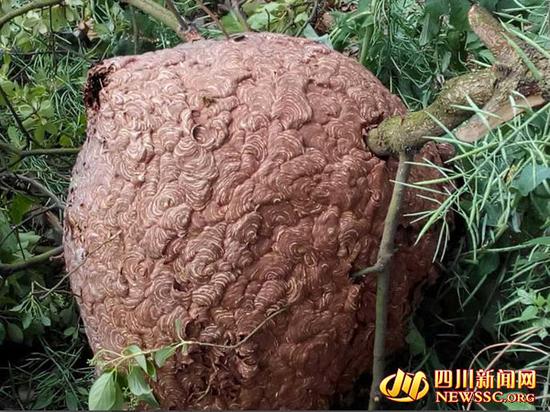 德阳巨型马蜂窝直径约半米 两村官提刀捅马蜂