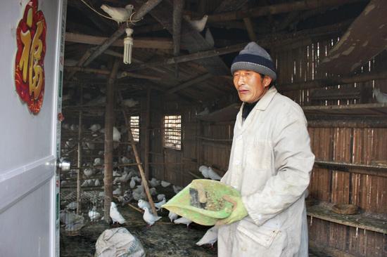 宋师傅看到鸽子被盗一脸惆怅