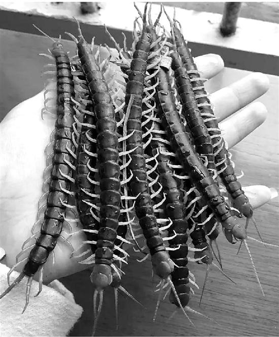 金华村民抓蜈蚣热:一条卖近2元 一晚抓百条(图