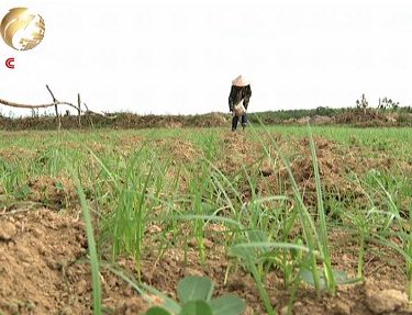 老陈的地里 花生苗长得稀稀拉拉 周围还野草丛生