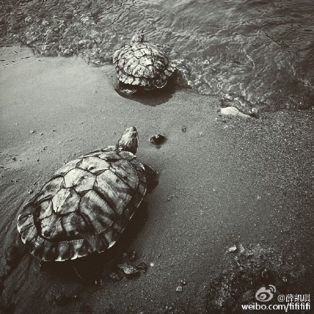 明星做慈善做错事引非议:放生有风险