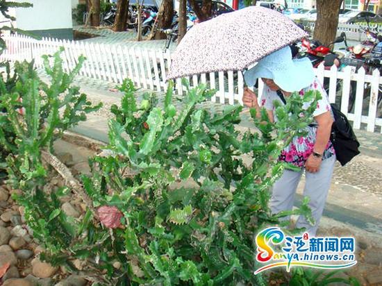 仙人掌上的“涂鸦”吸引游人注意(三亚新闻网记者 刘丽萍 摄)