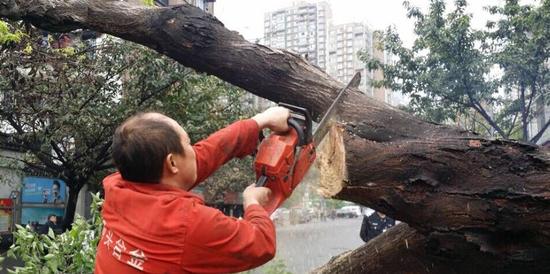9日凌晨妖风突袭成都 大树被风吹倒