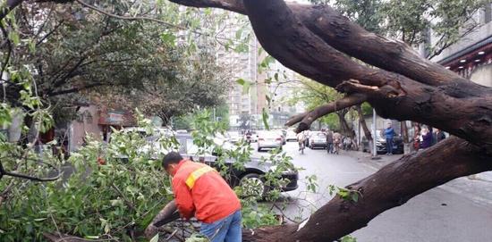 9日凌晨妖风突袭成都 大树被风吹倒