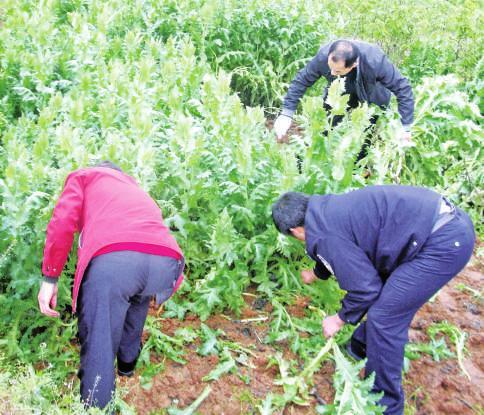 老汉违法种700余株罂粟 民警迅速出击全部铲除