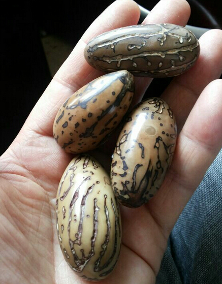 千眼菩提資料圖。