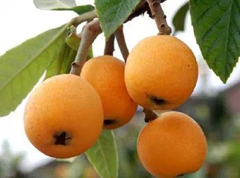 4月应季水果有哪些 推荐草莓桑葚和荸荠